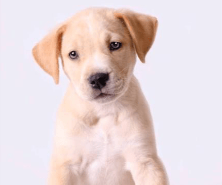 Success Story - The Star Wars Puppies Success Story - The Star Wars Puppies